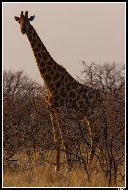 Girafe