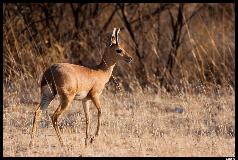 Steenbok