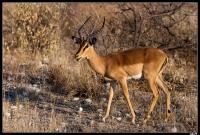 Impala à face noire