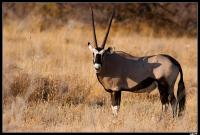 Oryx