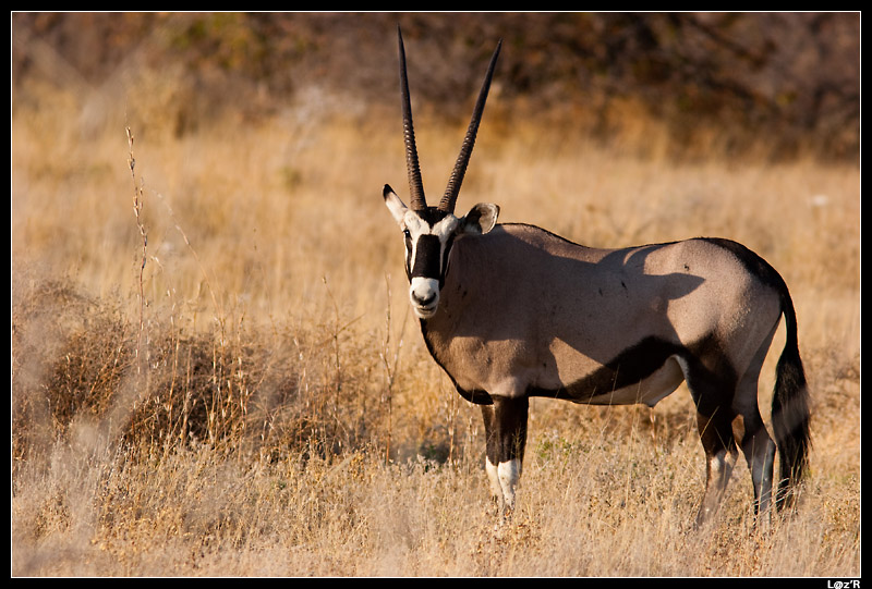 Oryx
