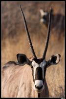 Oryx
