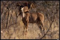 Grand Koudou femelle