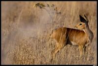 Steenbok