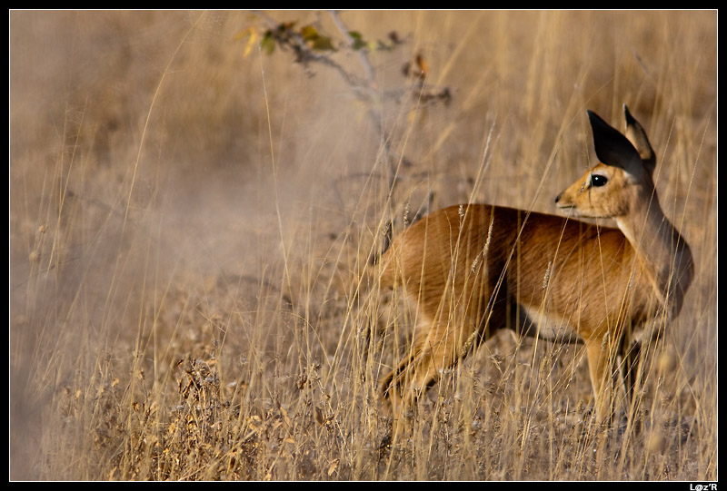 Steenbok