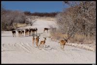 Impalas à face noire