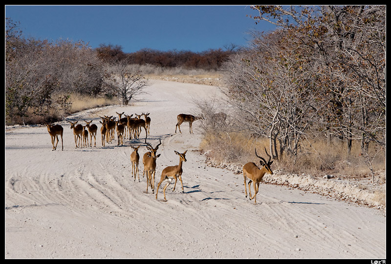 Impalas à face noire
