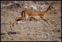Impala à face noire