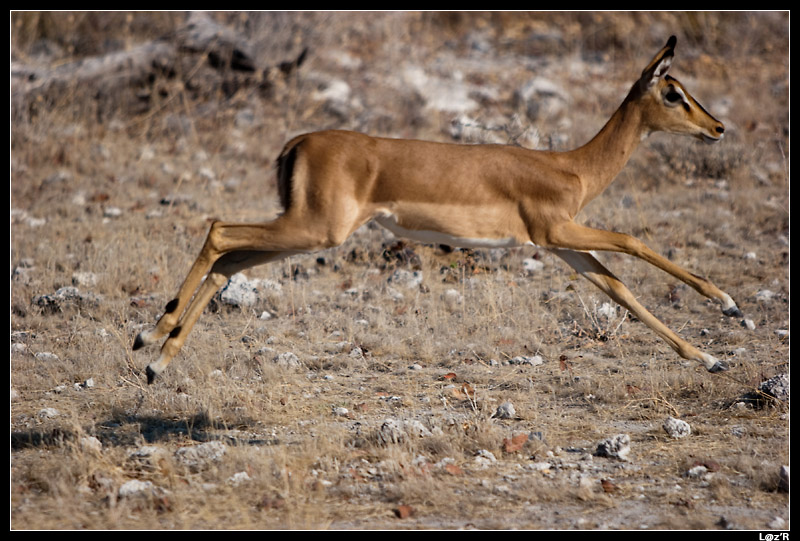 Impala à face noire