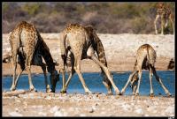 Girafes