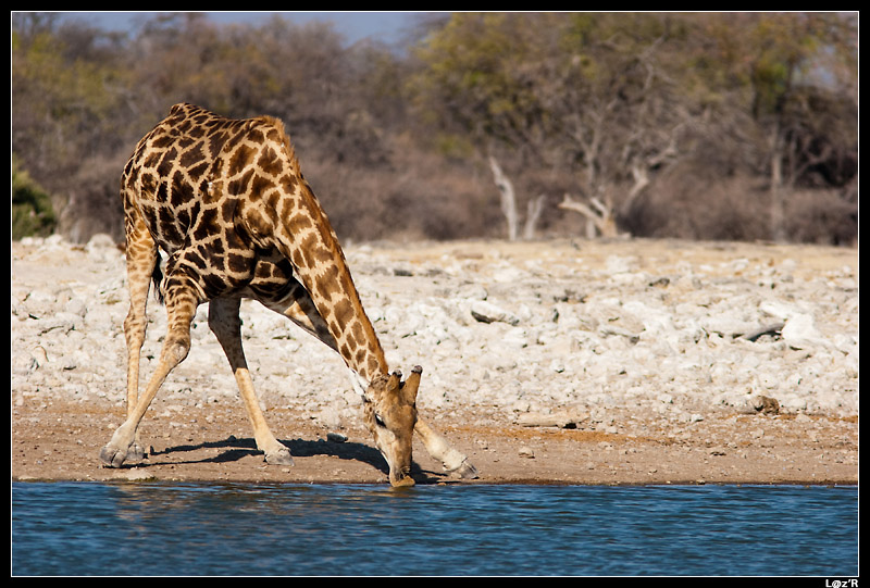 Girafe