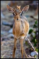 Dik-dik de Damara
