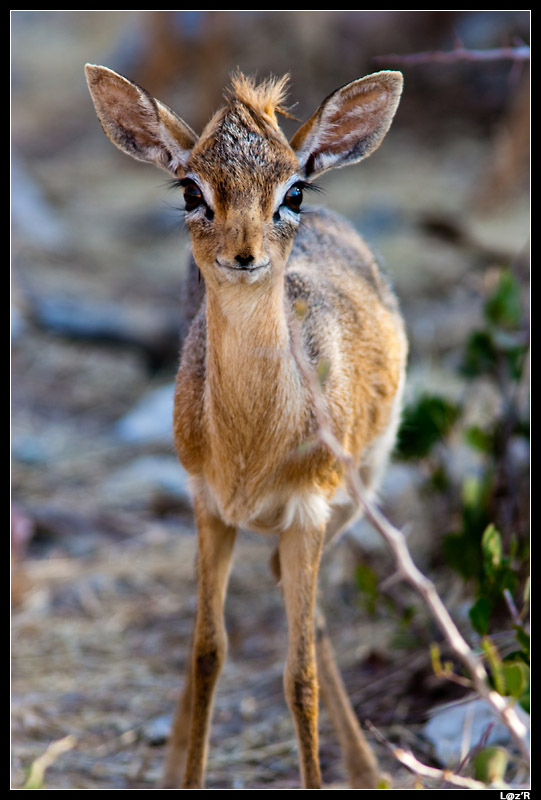 Dik-dik de Damara