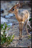 Dik-dik de Damara