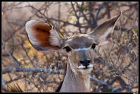 Grand Koudou femelle