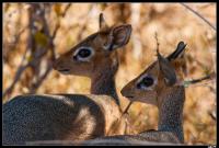 Dik-diks de Damara