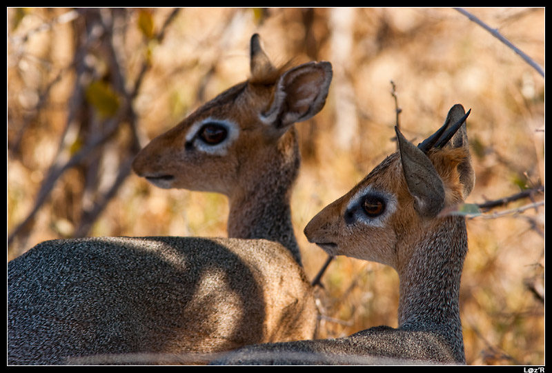 Dik-diks de Damara