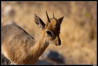 Dik-dik de Damara