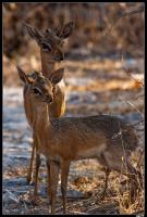 Dik-diks de Damara
