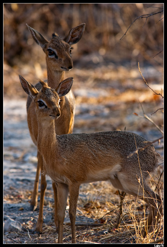 Dik-diks de Damara