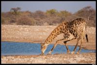 Girafe