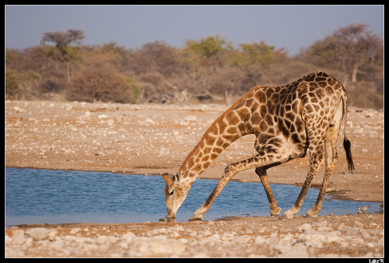 Girafe