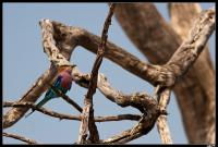 Rollier à longs brins