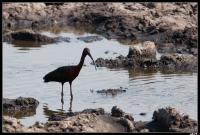 Ibis falcinelle