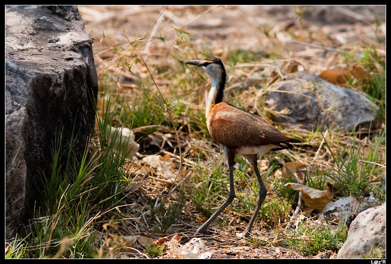 Jacana à poitrine dorée