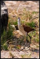 Jacana à poitrine dorée