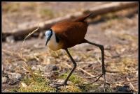 Jacana à poitrine dorée