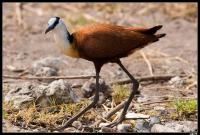 Jacana à poitrine dorée