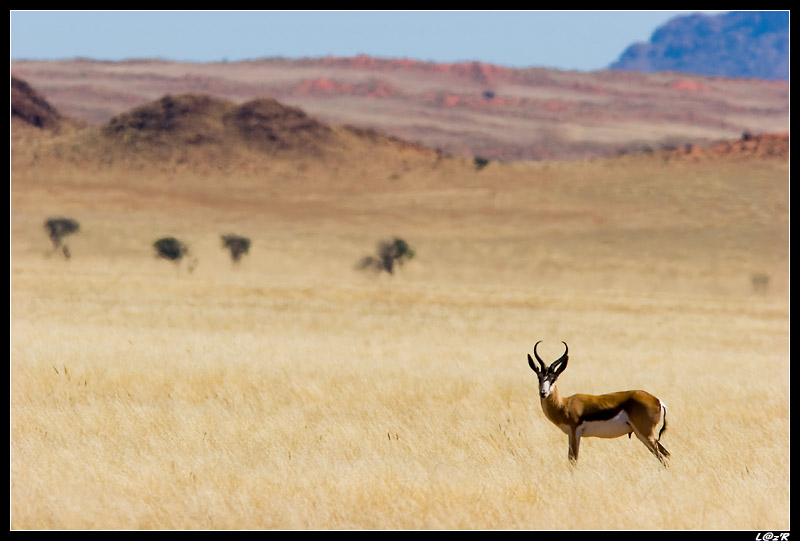 Springbok