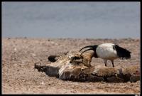 Ibis sacré mangeant une girafe