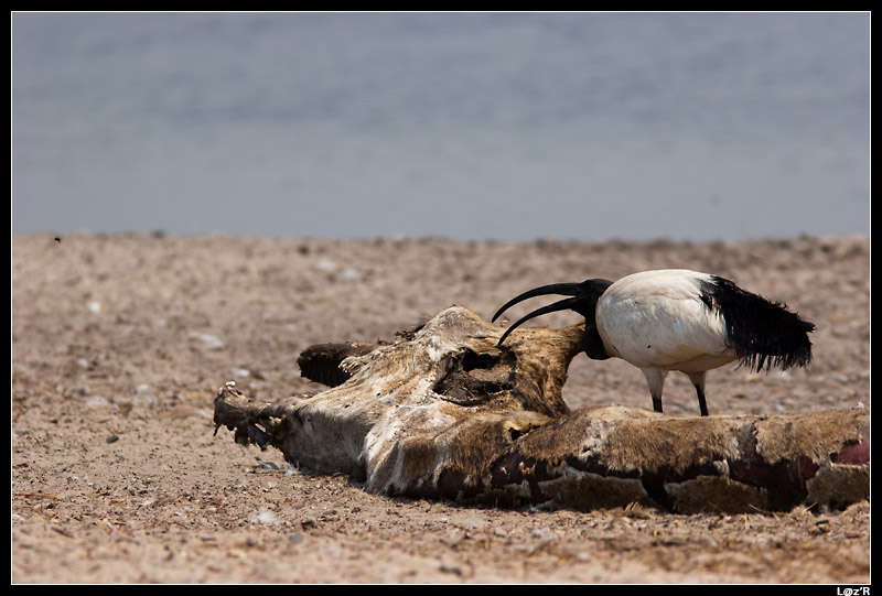 Ibis sacré mangeant une girafe