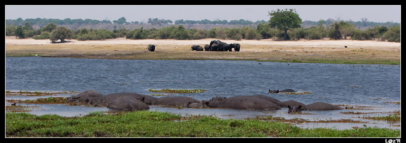 Eléphants et Hippopotames