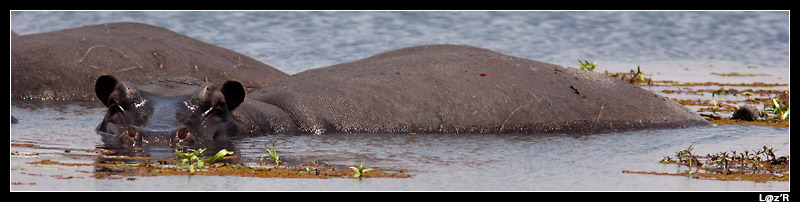 Hippopotames