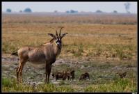 Antilope Rouanne