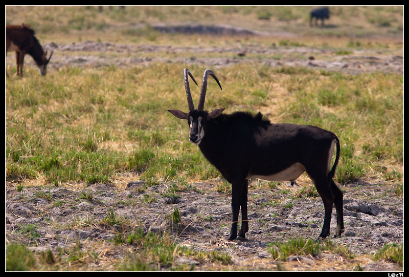 Antilope Sable