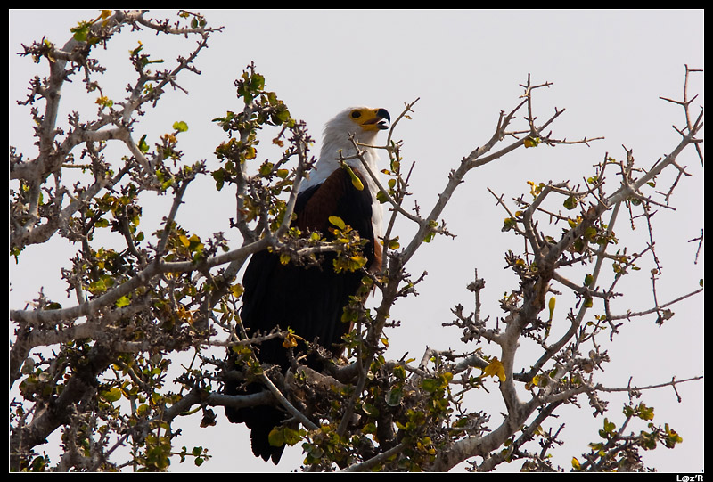 Aigle pêcheur d'Afrique (Pygargue vocifère)