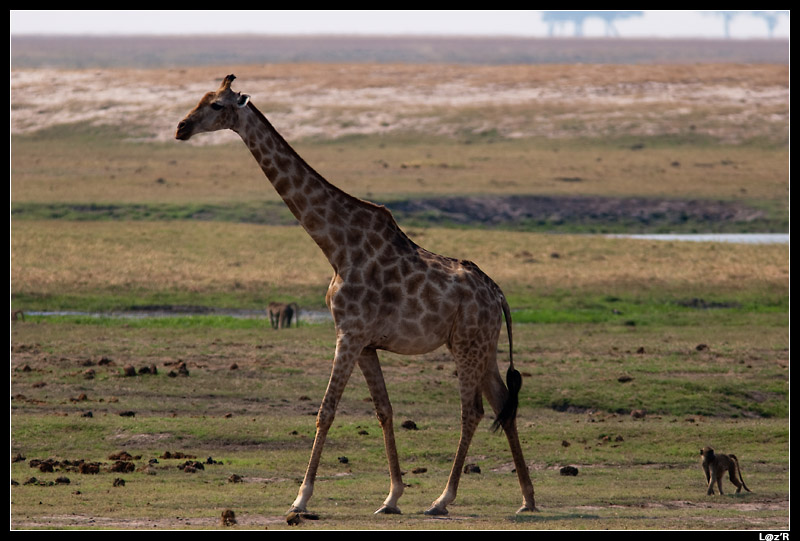 Girafe