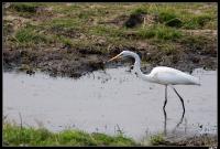 Grande Aigrette