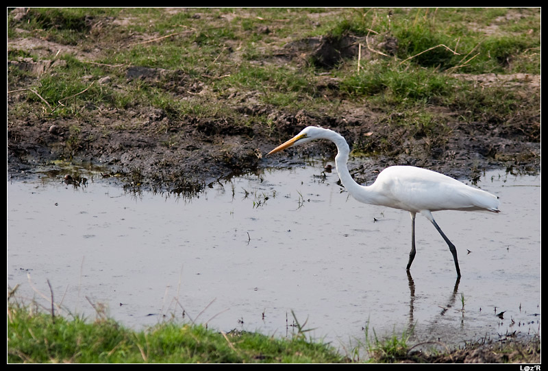 Grande Aigrette