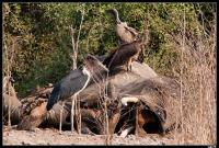 Carcasse d'éléphant