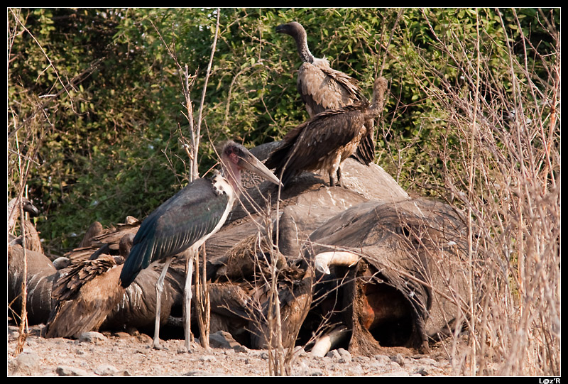 Carcasse d'éléphant