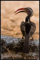 Calao d'Afrique du Sud