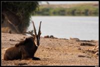 Antilope Sable