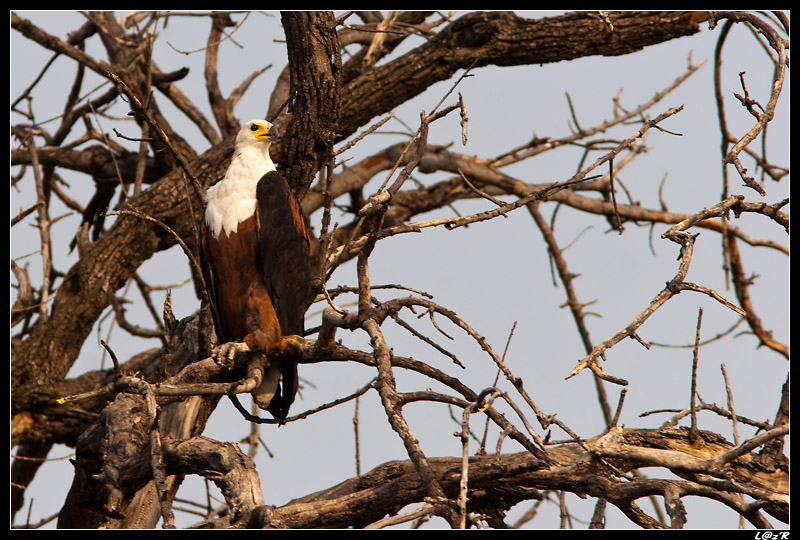 Aigle pêcheur d'Afrique (Pygargue vocifère)