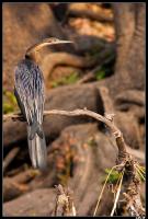 Anhinga d'Afrique