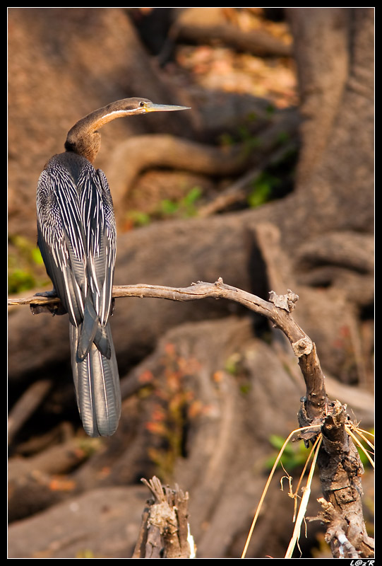 Anhinga d'Afrique